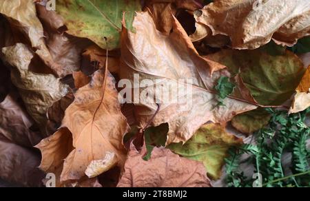 Una tranquilla scena autunnale caratterizzata da foglie cadute in un ambiente naturale Foto Stock