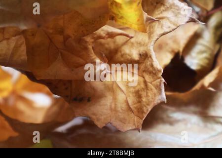 Una tranquilla scena autunnale caratterizzata da foglie cadute in un ambiente naturale Foto Stock