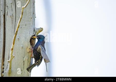Starling comune (Sturnus vulgaris) che porta il cibo al nido. Foto Stock