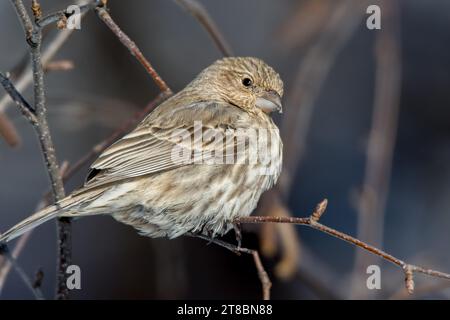 Primo piano femmina House Finch (Haemorhous mexicanus) arroccata sui rami di una betulla nella Chippewa National Forest, Minnesota settentrionale USA Foto Stock