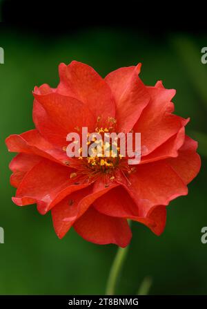 Single Scarlet Avens, chiamato anche Grecian Avens, su uno sfondo verde naturale Foto Stock