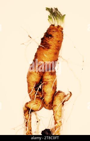 Mandragora officinarum RADICE "Mandrake comune" Foto Stock