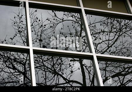 Reflection of a Leafless Tree with Seeds on Branches in Paned Windows on an Overcast Day Foto Stock