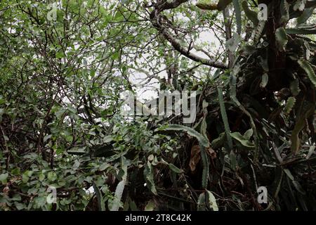 Due grandi boccioli di fiori su un Cactus Fruit di drago che cresce su un albero caduto nel Koko Crater Botanical Garden di Honlulu, Oahu, Hawaii, USA Foto Stock