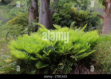 Una piccola palma Coontie che cresce nel Koko Crater Botanical Garden a Honolulu, Oahu, Hawaii, USA Foto Stock
