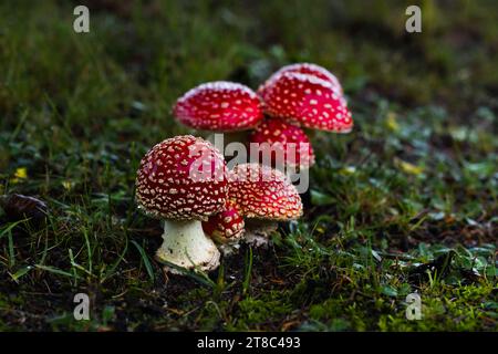 Piccoli funghi cremisi prosperano sotto un abete rosso, aggiungendo un tocco di colore al paesaggio erboso, evocando un'atmosfera magica. Foto Stock