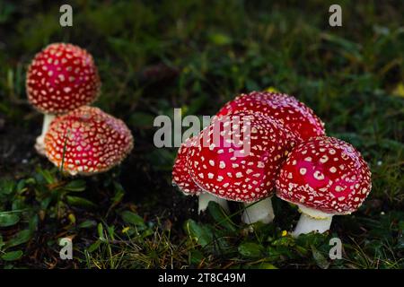 Piccoli funghi cremisi prosperano sotto un abete rosso, aggiungendo un tocco di colore al paesaggio erboso, evocando un'atmosfera magica. Foto Stock