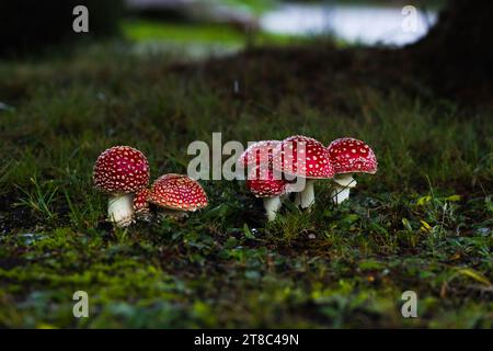 Piccoli funghi cremisi prosperano sotto un abete rosso, aggiungendo un tocco di colore al paesaggio erboso, evocando un'atmosfera magica. Foto Stock