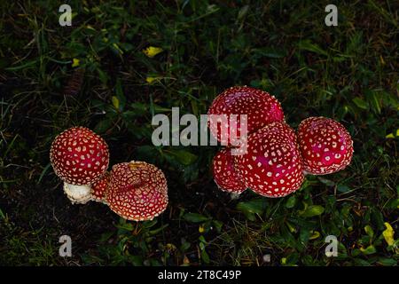 Piccoli funghi cremisi prosperano sotto un abete rosso, aggiungendo un tocco di colore al paesaggio erboso, evocando un'atmosfera magica. Foto Stock