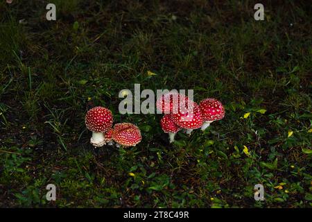 Piccoli funghi cremisi prosperano sotto un abete rosso, aggiungendo un tocco di colore al paesaggio erboso, evocando un'atmosfera magica. Foto Stock