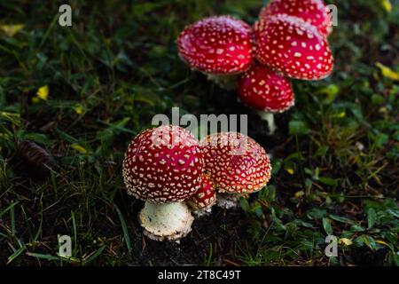 Piccoli funghi cremisi prosperano sotto un abete rosso, aggiungendo un tocco di colore al paesaggio erboso, evocando un'atmosfera magica. Foto Stock