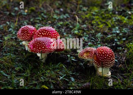 Piccoli funghi cremisi prosperano sotto un abete rosso, aggiungendo un tocco di colore al paesaggio erboso, evocando un'atmosfera magica. Foto Stock