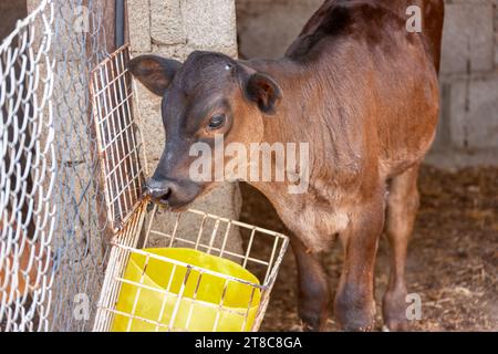 piccolo vitello nella stalla mangiando foraggio da un secchio giallo Foto Stock