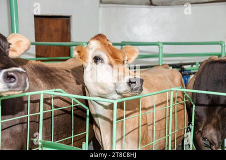 fattoria, produzione di latte, mucche al chiuso nella sala di mungitura Foto Stock