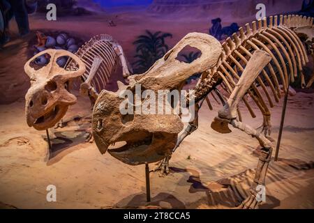 Vista del Museo di storia naturale Hohhot con scheletri di dinosauro in mostra a Hohhot, Mongolia interna, Cina Foto Stock