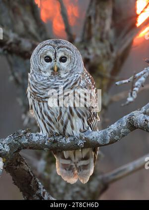 Gufo barrato in piedi su un ramo di albero con sfondo tramonto, Quebec, Canada Foto Stock