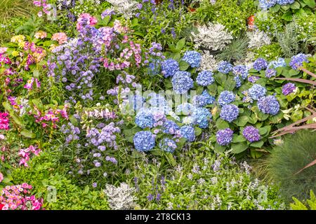 Fioritura vivace fiori rosa idrangea in giardino Foto Stock