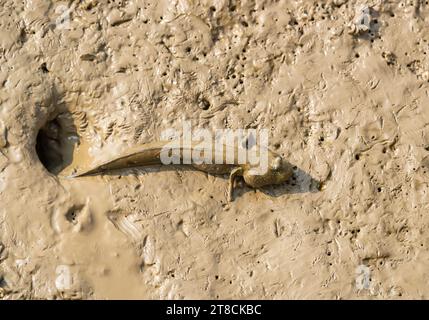 Mudskipper o pesce anfibio sul fango Foto Stock