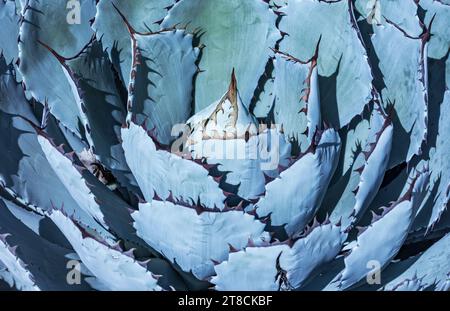 Primo piano di Agave Isthmensis, una pianta succulenta con uno stelo robusto e corto Foto Stock