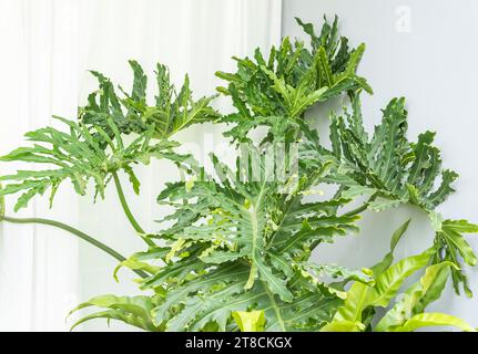 Sfondo muro della giungla. Foglie verdi di palma tropicali con foresta fogliaria monstera. Foto Stock