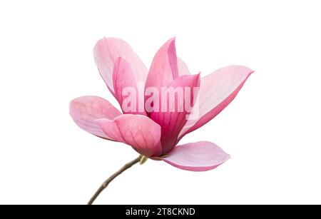 Rosa fiori di magnolia isolati su sfondo bianco Foto Stock