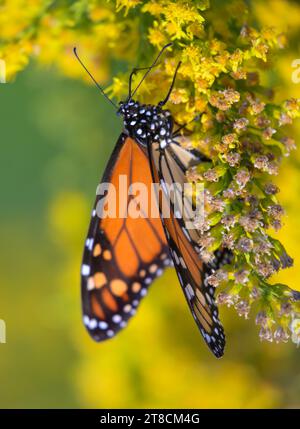 La farfalla monarca (Danaus plexippus) si nutre di fiori di goldenrod (Solidago sempervirens) durante la fioritura autunnale, Galveston, Texas, USA. Foto Stock