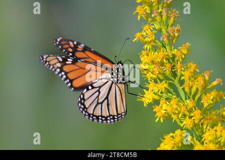 La farfalla monarca (Danaus plexippus) si nutre di fiori di goldenrod (Solidago sempervirens) durante la fioritura autunnale, Galveston, Texas, USA. Foto Stock