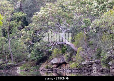 Sydney Red Gum in fiore, Royal National Park Sydney Australia Foto Stock