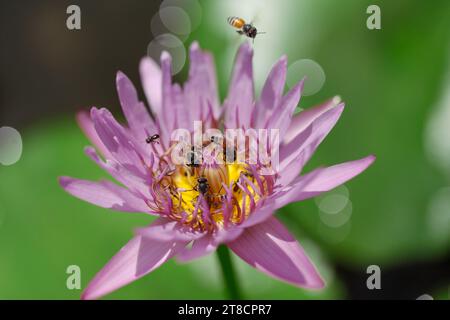 Foto ravvicinata di sciame d'ape e loto viola. Foto Stock