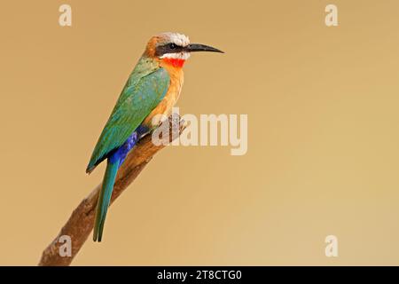 Un mangiatore di api dalla facciata bianca (Merops bullockoides) arroccato su un ramo, il Kruger National Park, Sudafrica Foto Stock