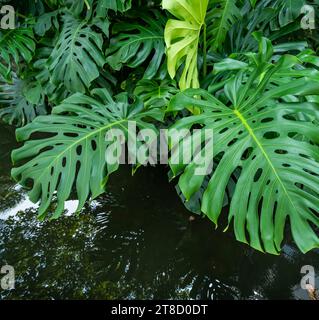 Piante tropicali sfondo di foglie verdi della pianta di Monstera consistenza foglia. Foto Stock