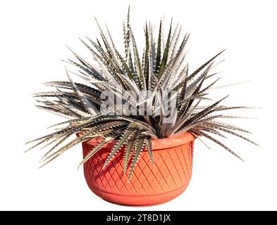Lama in oro nero Dyckia su sfondo bianco isolato Foto Stock