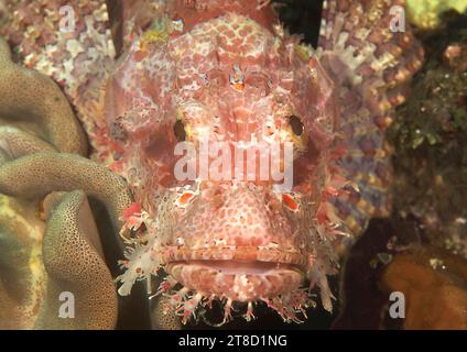 Il pesce scorpione con nappine o il pesce scorpione con piccole scaglie riposa sui coralli di Bali Foto Stock