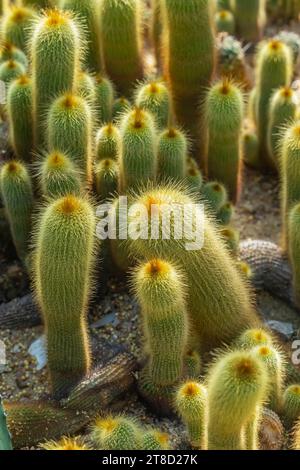 Parodia leninghausii è una specie di cactus sudamericano, Lemon Ball o Golden Ball Yellow Tower. Foto Stock