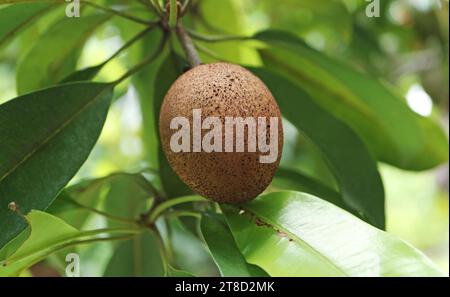 Primo piano di un frutto di sapodilla che matura sull'albero Foto Stock