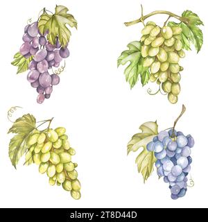 Illustrazione acquerello. Uva. serie di uva e foglie di vite illustrazione acquerello. Uva bianca, rossa e rosa Foto Stock