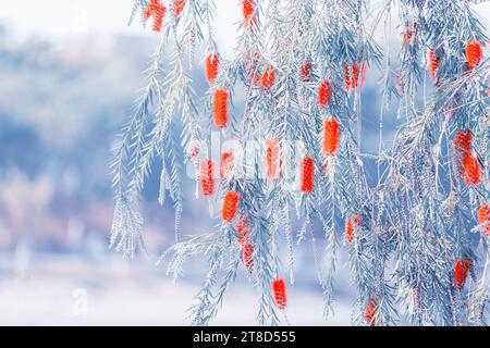 Callistemon rigidus pianta con verde e foglie rosse citrius Foto Stock