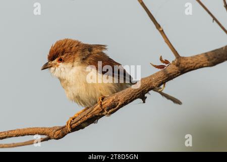 Uccello babbler dagli occhi gialli Foto Stock