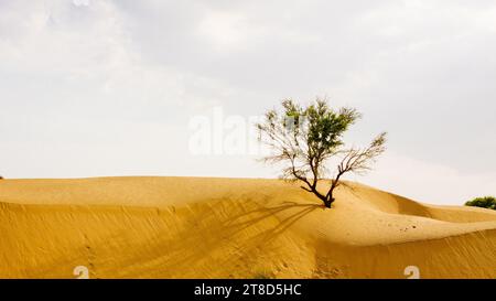 Un singolo albero che cresce dalle dune di sabbia nel deserto del Thar in India Foto Stock