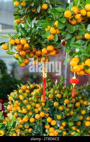 Lucky knot appeso sul fiore per il nuovo anno cinese Saluto,carattere cinese significa buona benedizione per il nuovo anno Foto Stock