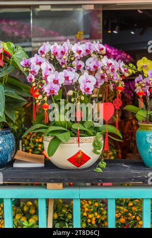 Un nodo fortunato appeso al fiore di orchidee per il saluto di Capodanno cinese, il carattere cinese significa una buona benedizione per il nuovo anno Foto Stock