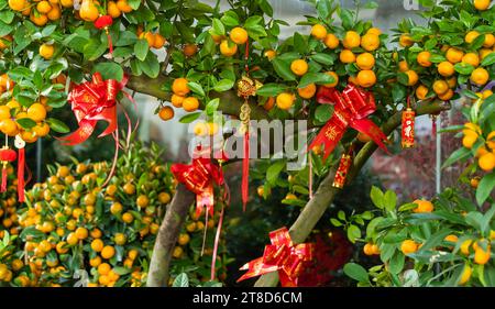 Lucky knot appeso sul fiore per il nuovo anno cinese Saluto,carattere cinese significa buona benedizione per il nuovo anno Foto Stock