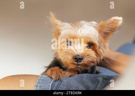 Yorkshire Terrier si rilassa con il proprietario. Relazioni commoventi tra le persone e i loro amati animali domestici. Foto Stock