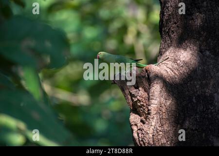 Un uccello da paracadutista appollaiato su un ramo Foto Stock