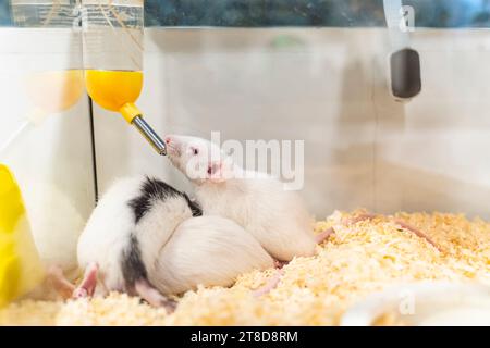 acqua potabile per roditori di ratto dal dispenser di bottiglie Foto Stock