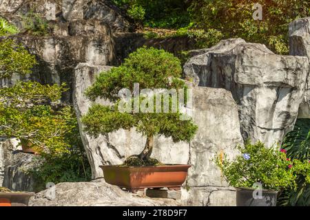 Tradizionale bonsai cinese in giardino Foto Stock