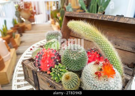 cactus in vasi di legno posizionati sul tavolo Foto Stock