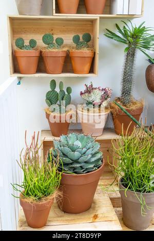 cactus in vasi di legno posti sul giardino Foto Stock