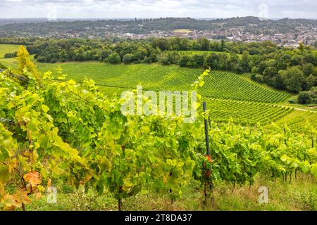 Vista della piantagione di viti nella campagna del Surrey vicino a Dorking. Inghilterra, Regno Unito Foto Stock