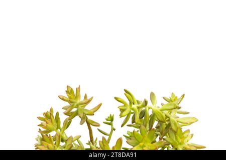 Succulenti di stonecrop gialli con spazio per la copia Foto Stock